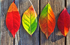 website design company in mysore
